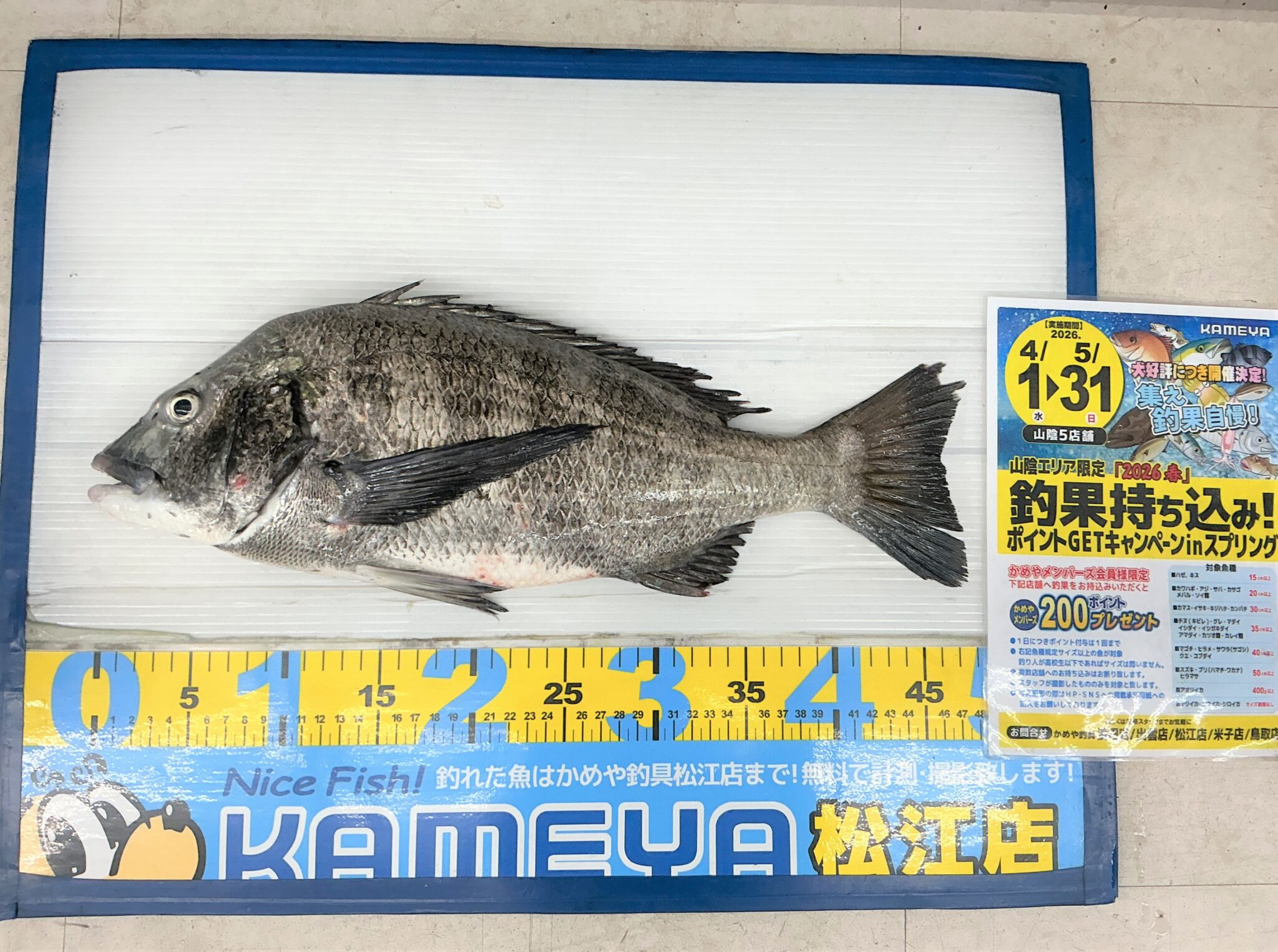 かめきちページ 2026.5.9 中海 チヌ | かめや釣具