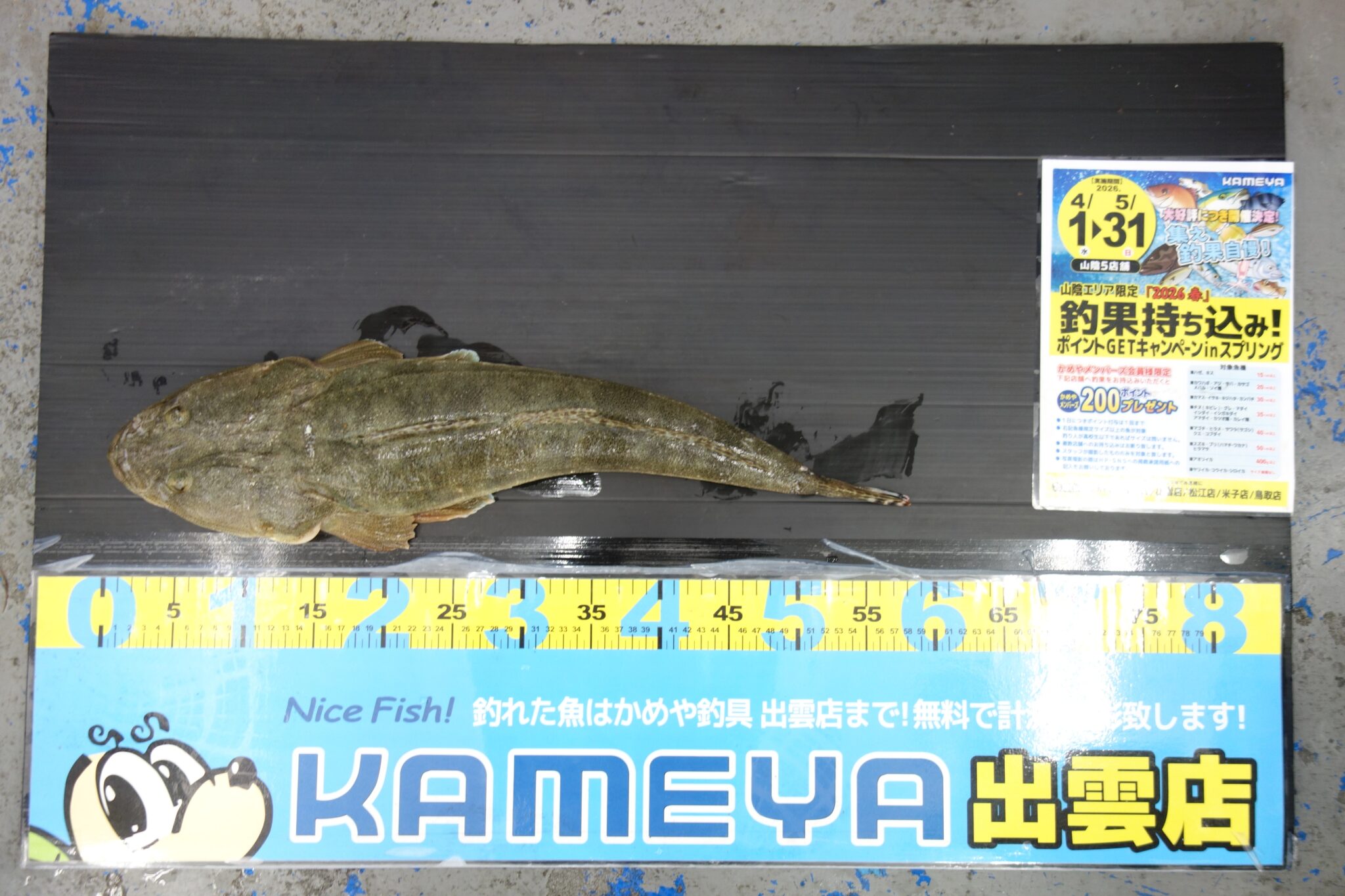 2026.5.5 長浜サーフ マゴチ | かめや釣具