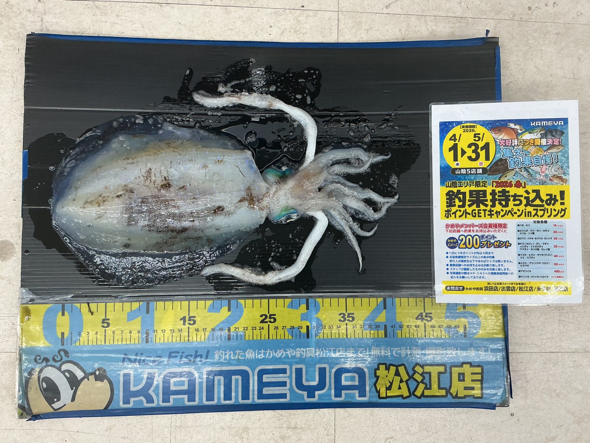 2026.5.7 アオリイカ 多伎 | かめや釣具