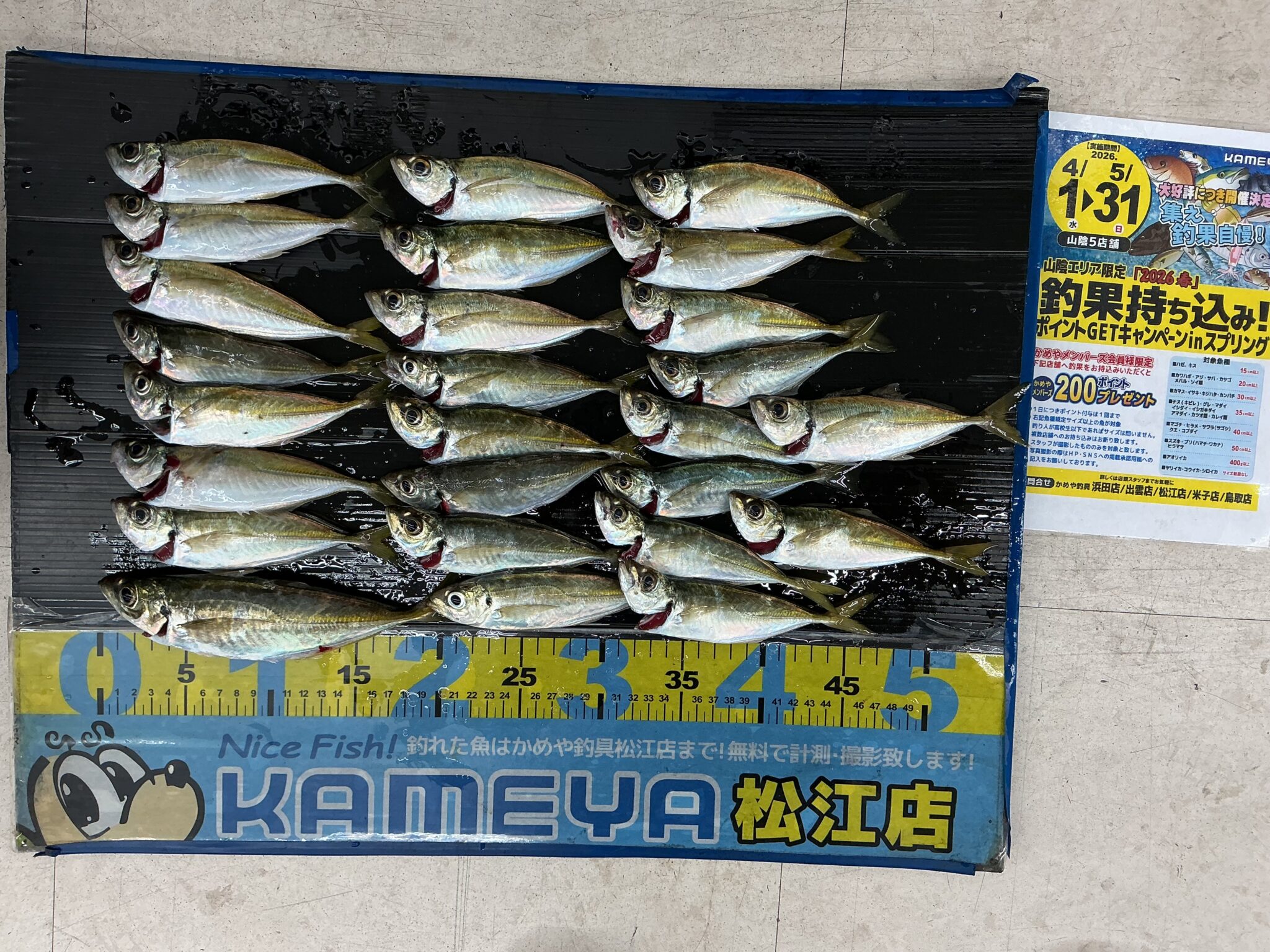 2026.5.22 アジ | かめや釣具