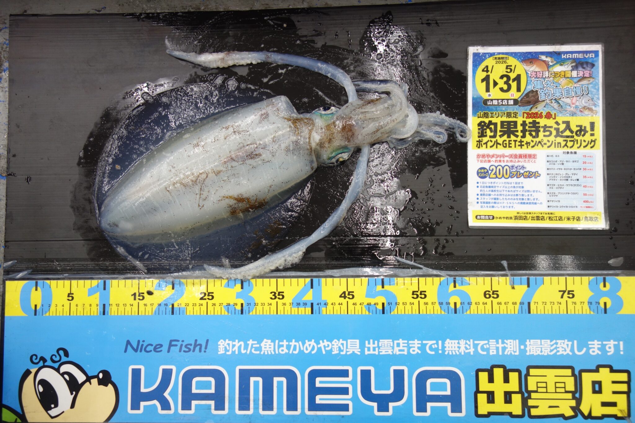 カメリアさん専用ページ 2026.4.21 境港方面 アジ | かめや釣具