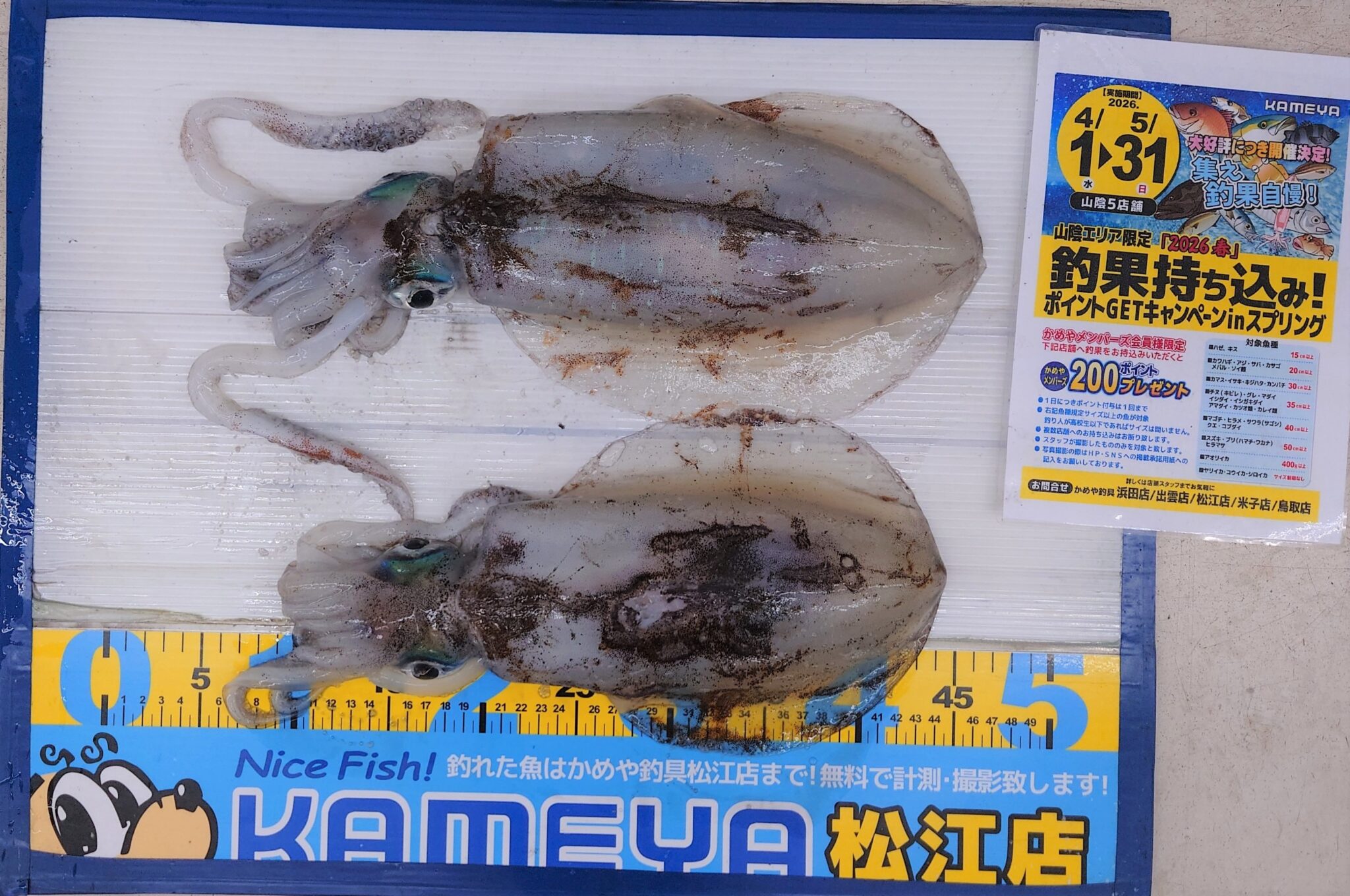 2026.5.17 アオリイカ | かめや釣具