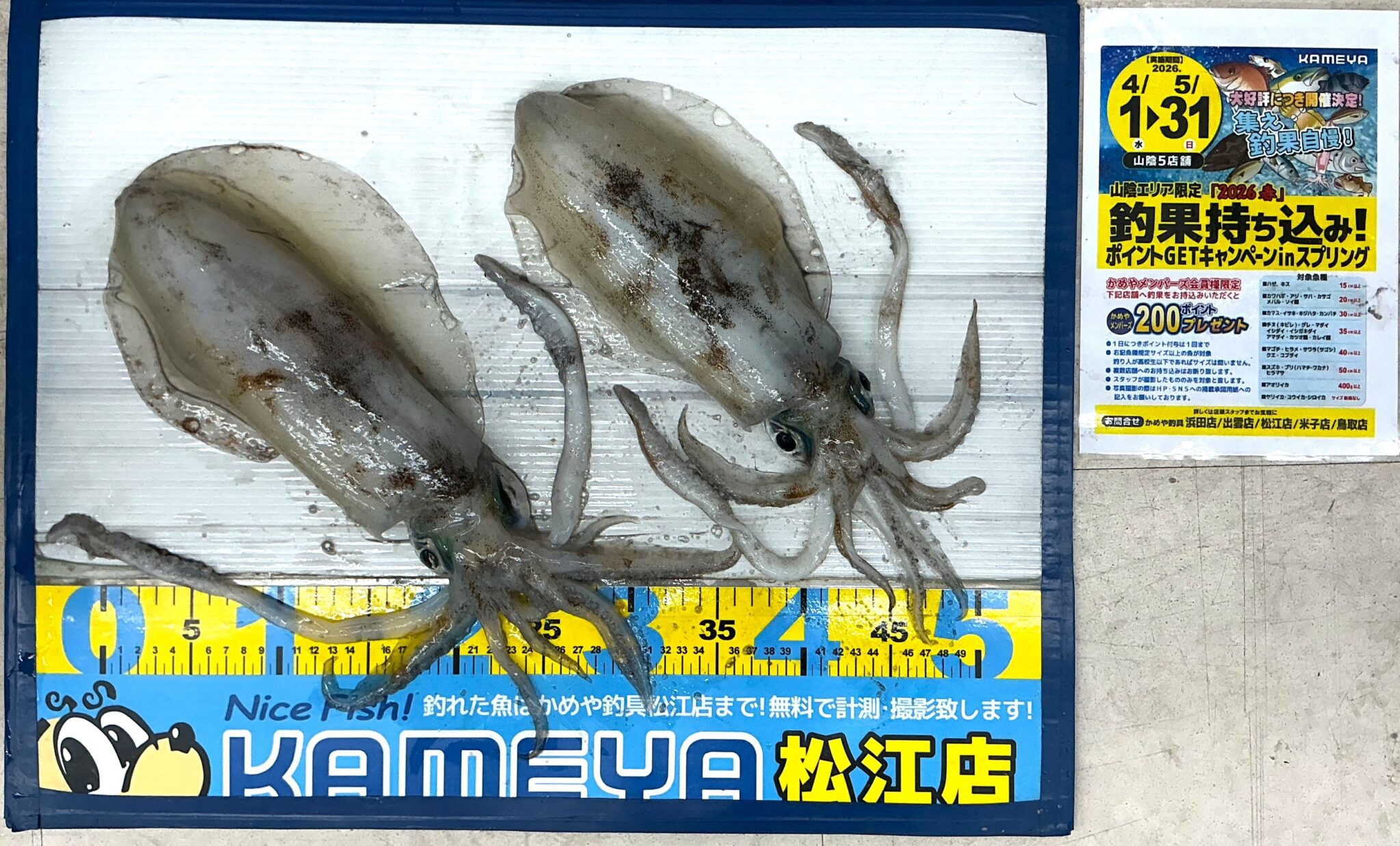 2026.05.17 アオリイカ | かめや釣具