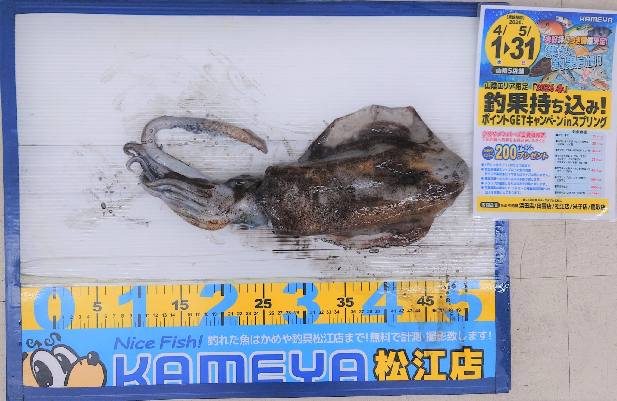 2026.5.1 島根半島 アオリイカ | かめや釣具