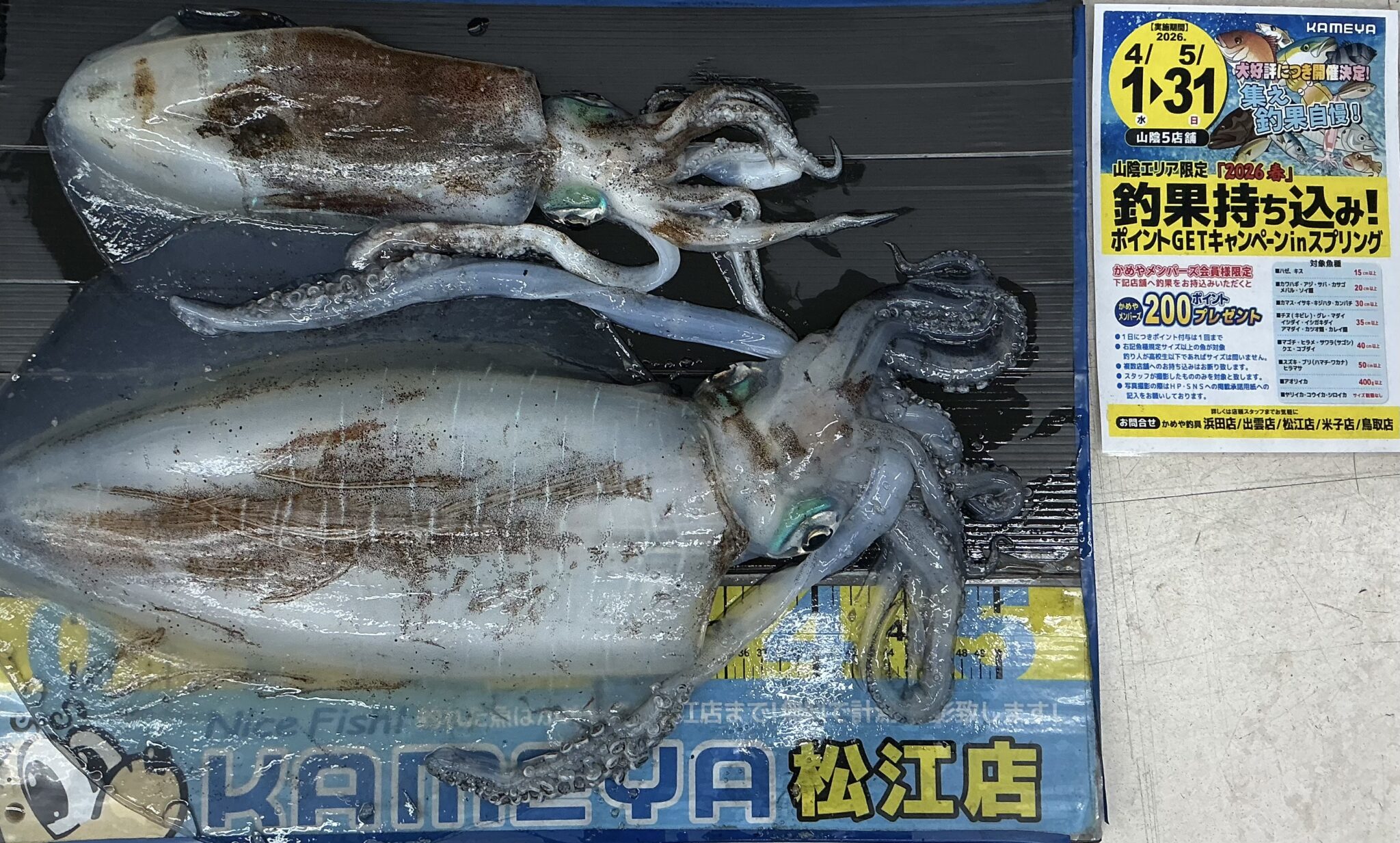 2026.5.5 島根半島 アオリイカ | かめや釣具