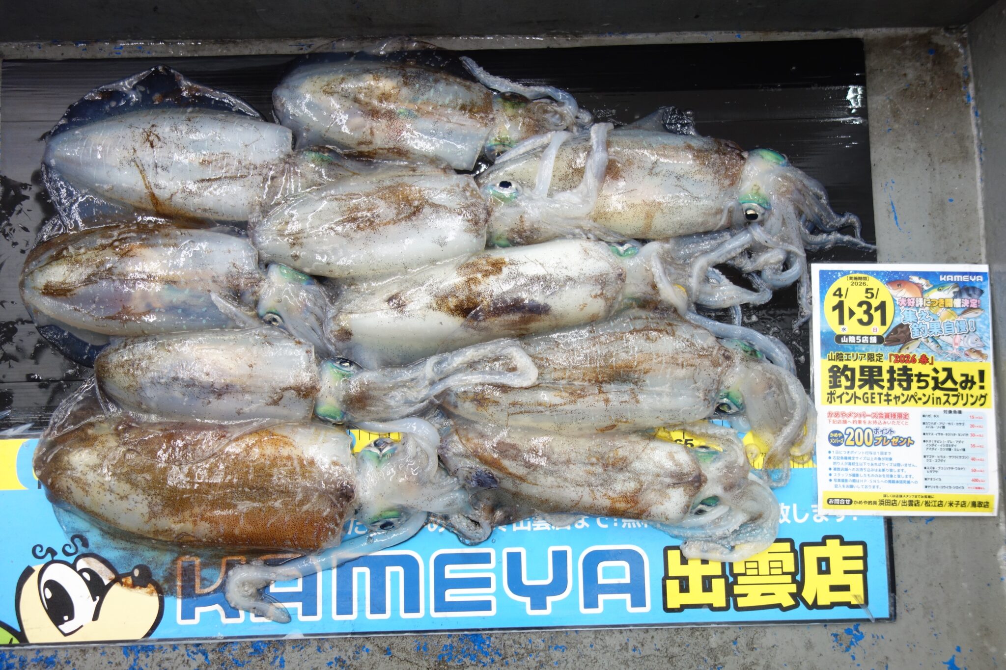 2026.5.3 地磯 アオリイカ | かめや釣具