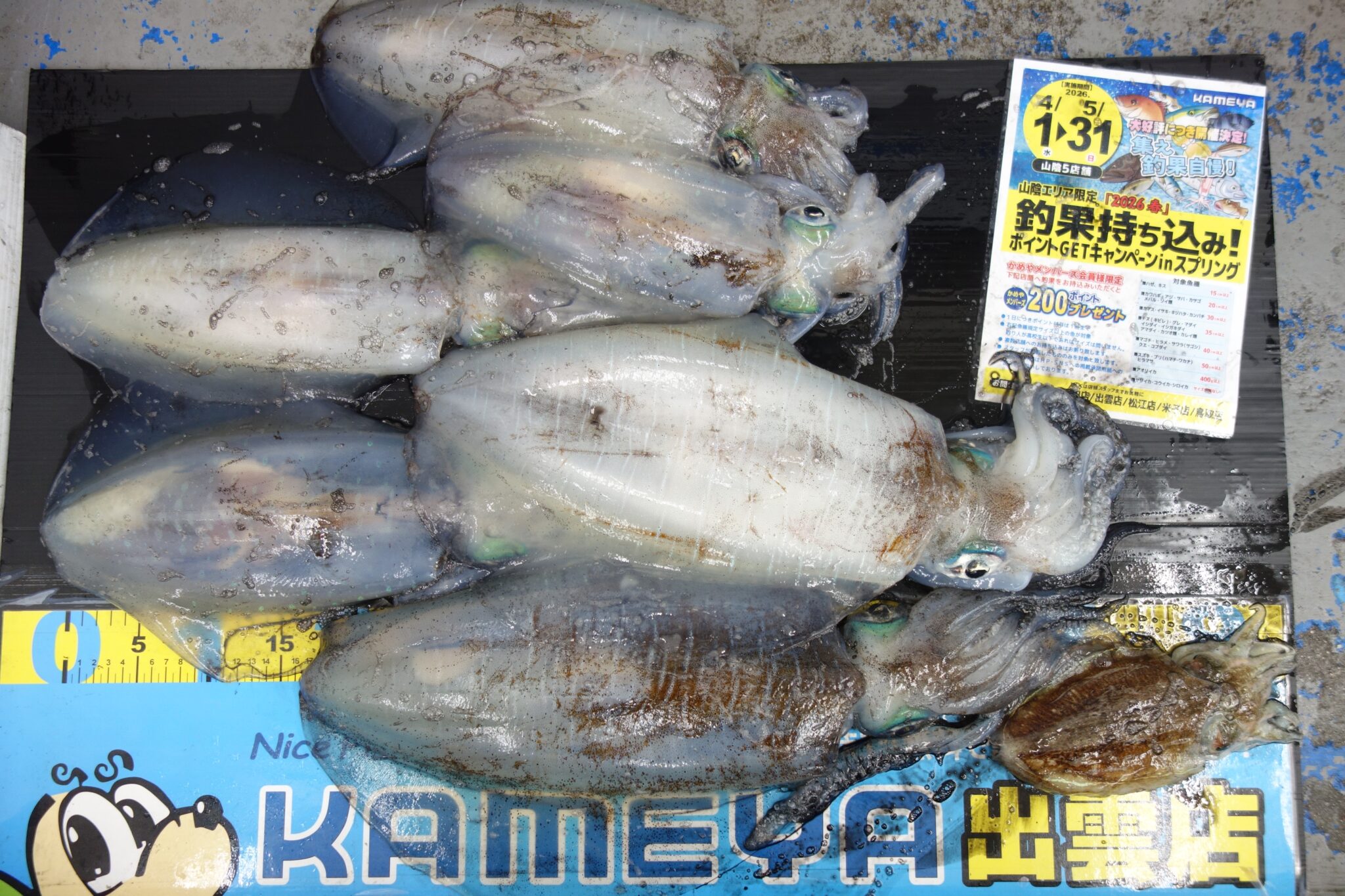 2026.4.30 大社・大田・十六島 アオリイカ | かめや釣具