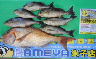 マダイ！イサキ釣れています！