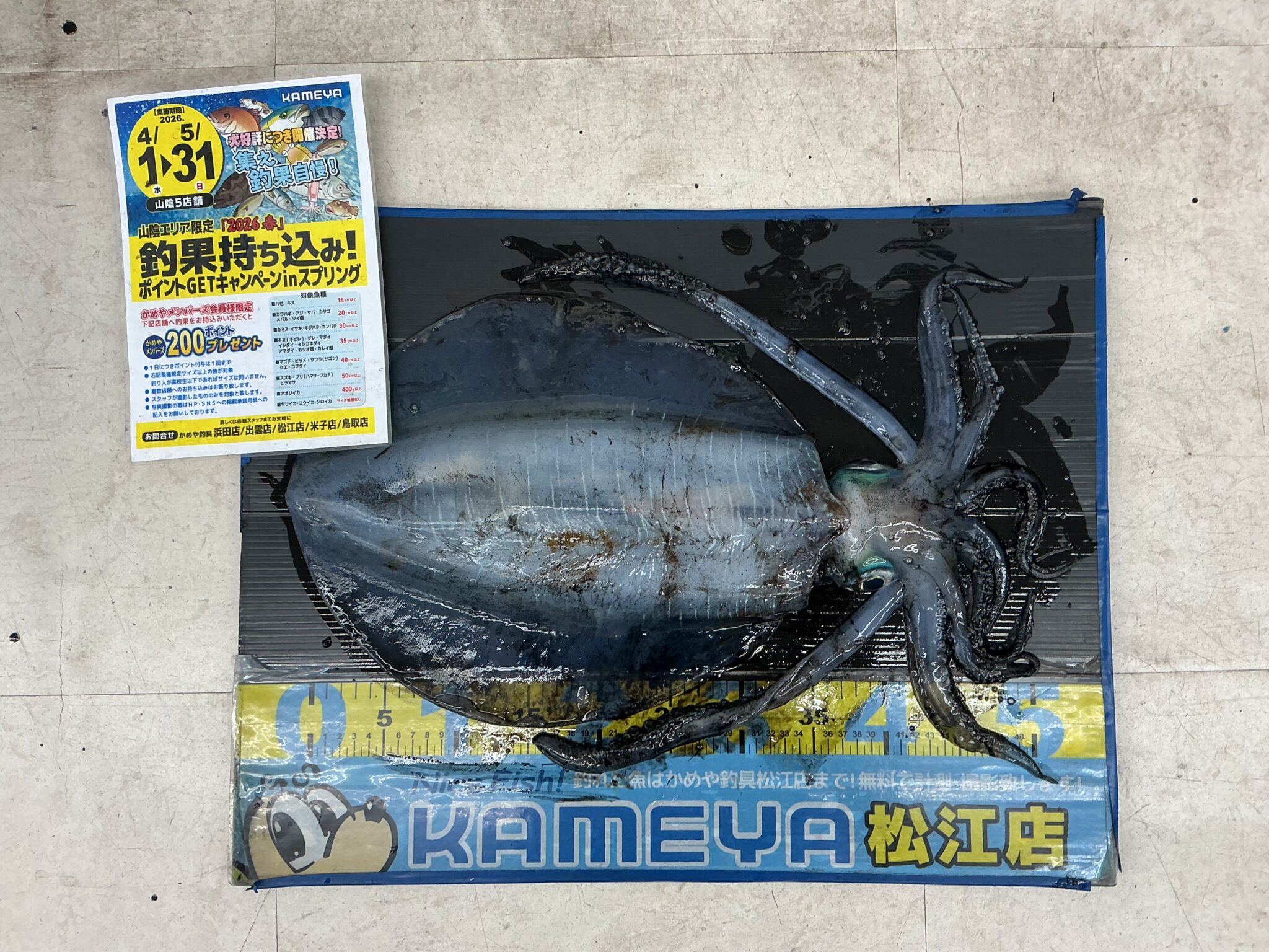 2026.5.15 アオリイカ | かめや釣具