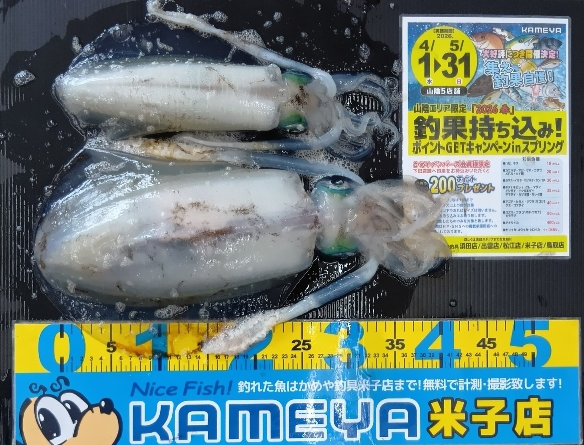 七類でアオリイカ！ | かめや釣具