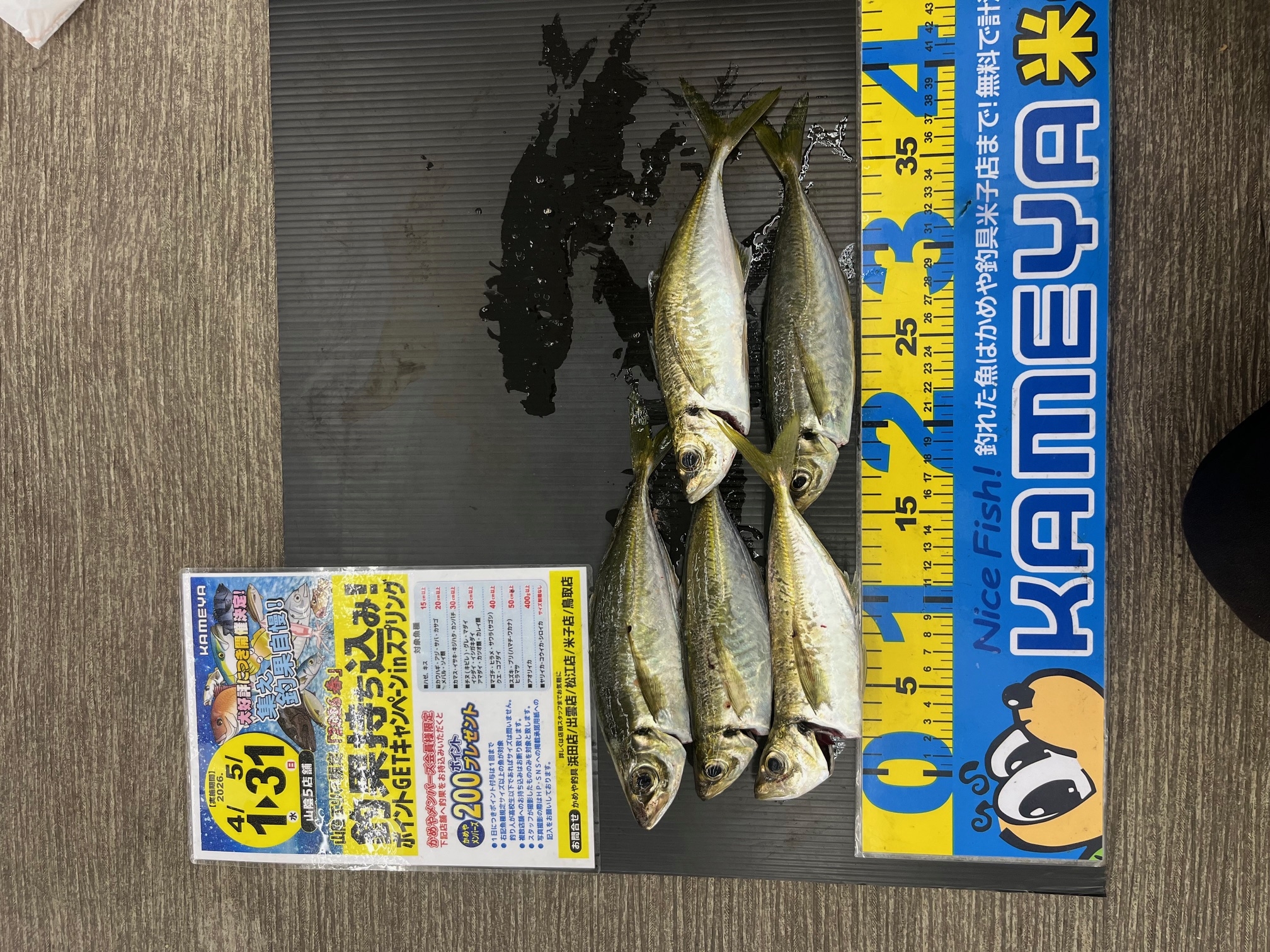 アジも好調です！ | かめや釣具