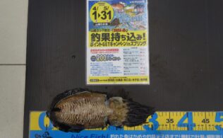コウイカまだ釣れています