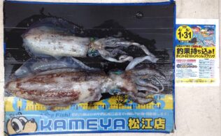 2026.5.31 アオリイカ