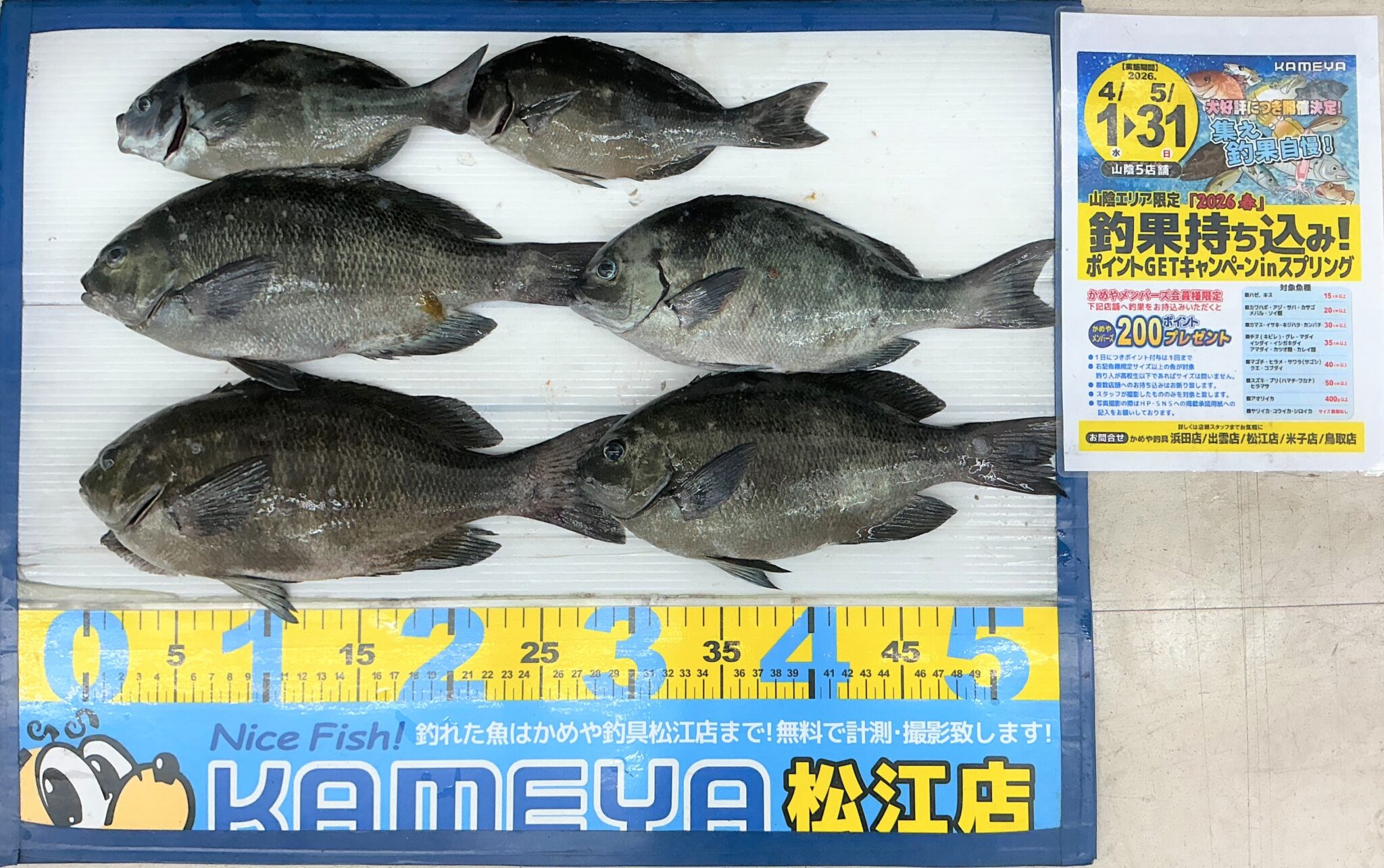 2026.05.06 オナガグレ クチブトグレ 日本海 | かめや釣具
