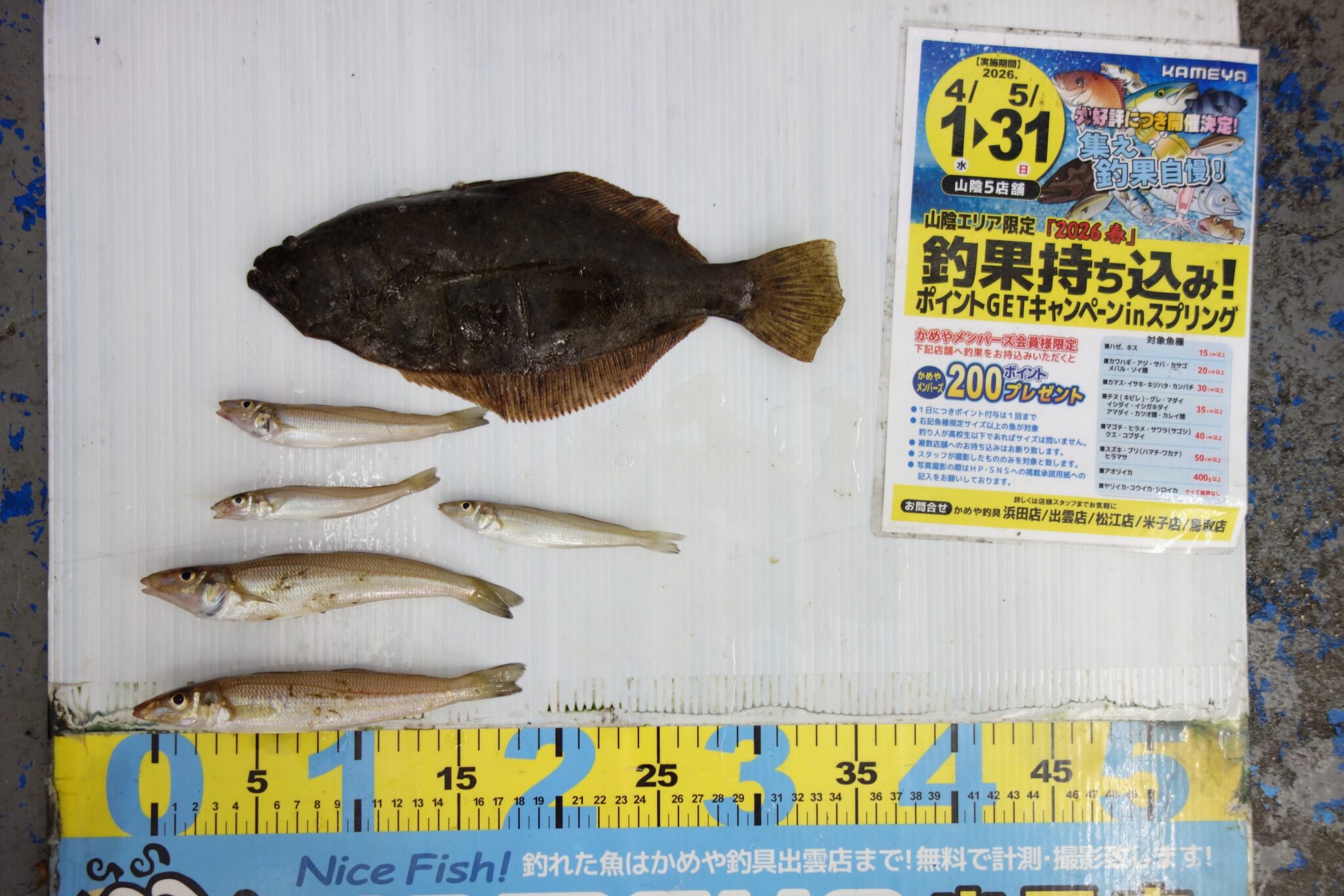 2026.5.14 平田 ヒラメ・キス | かめや釣具