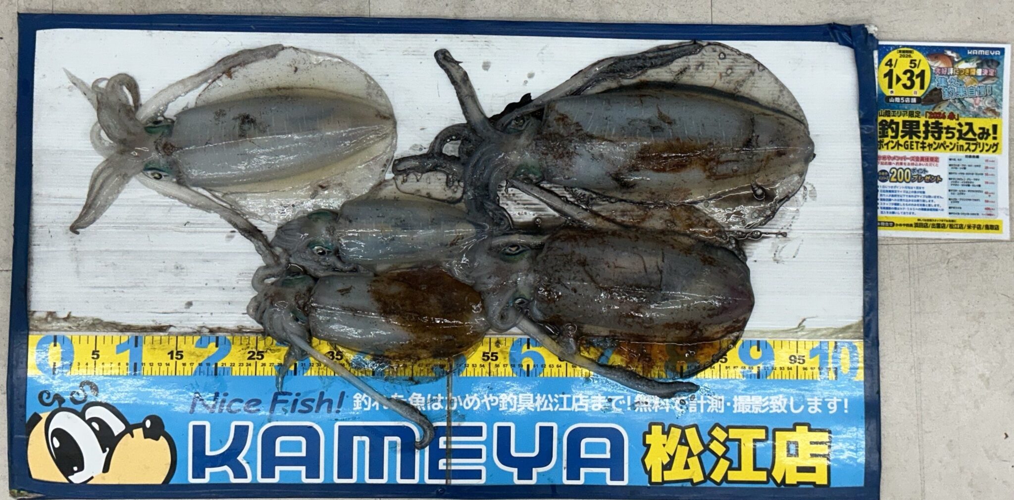 株券 53枚まとめ売り 2026・5・10 アオリイカ 島根半島 | かめや釣具