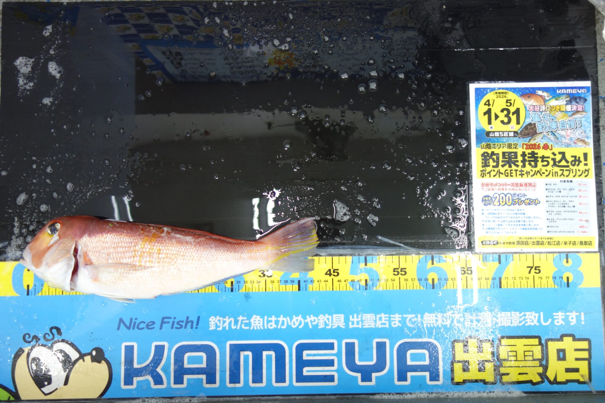 2026.5.10 アマダイ | かめや釣具