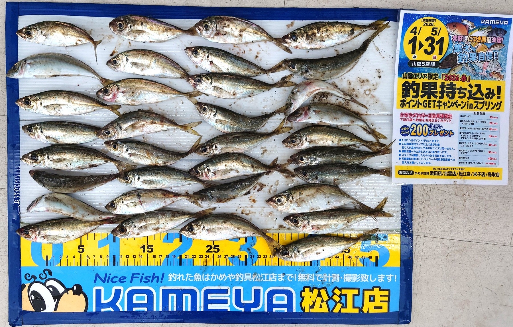 2026.5.3 アジ 島根半島 | かめや釣具