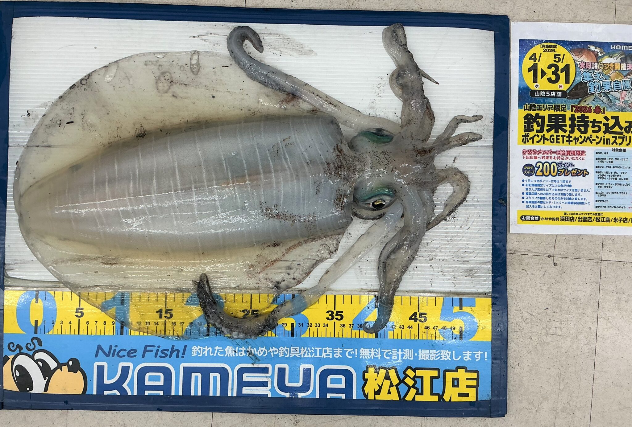 2025.5.26 アオリイカ | かめや釣具