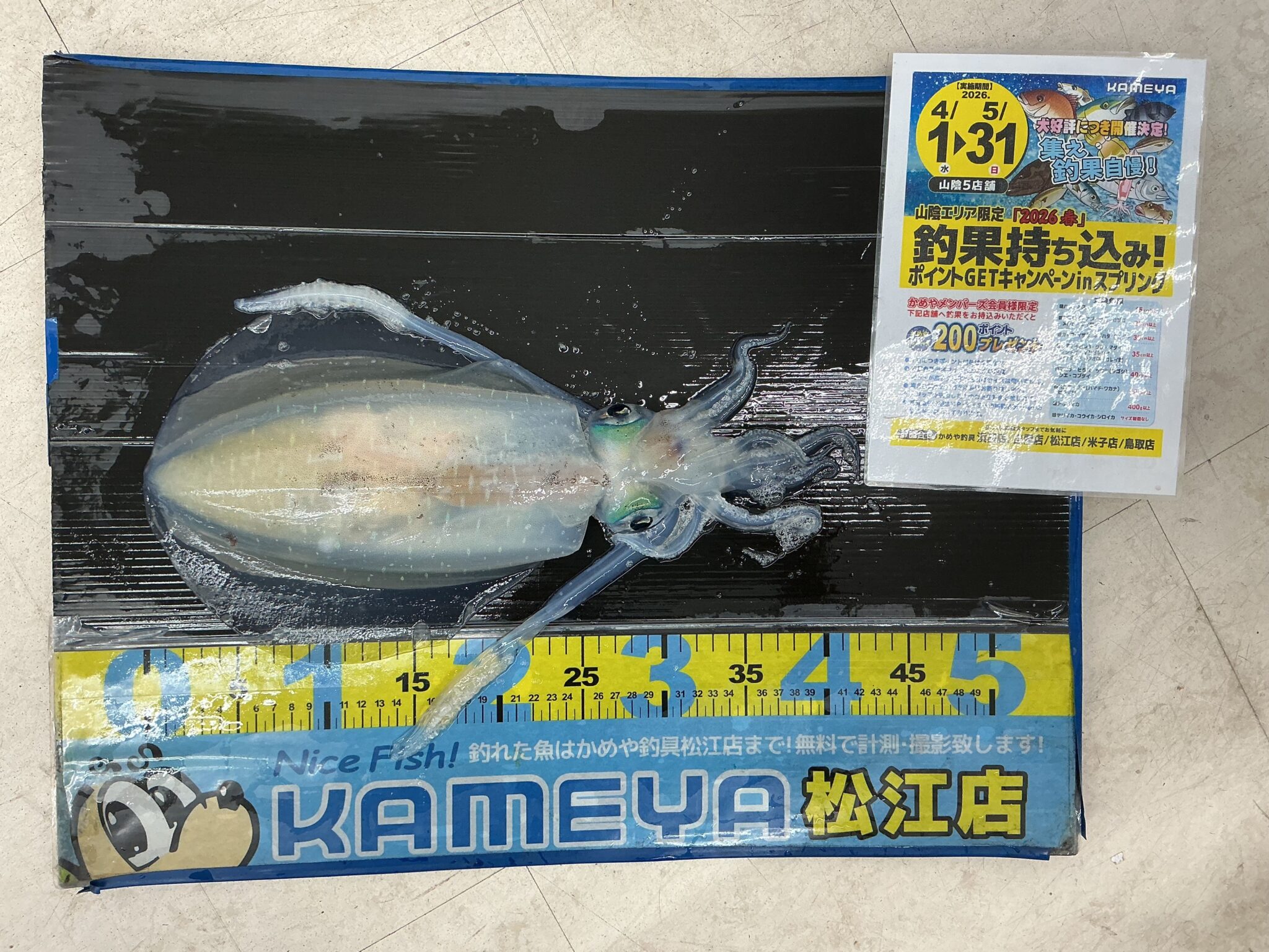 2026.5.23 アオリイカ | かめや釣具