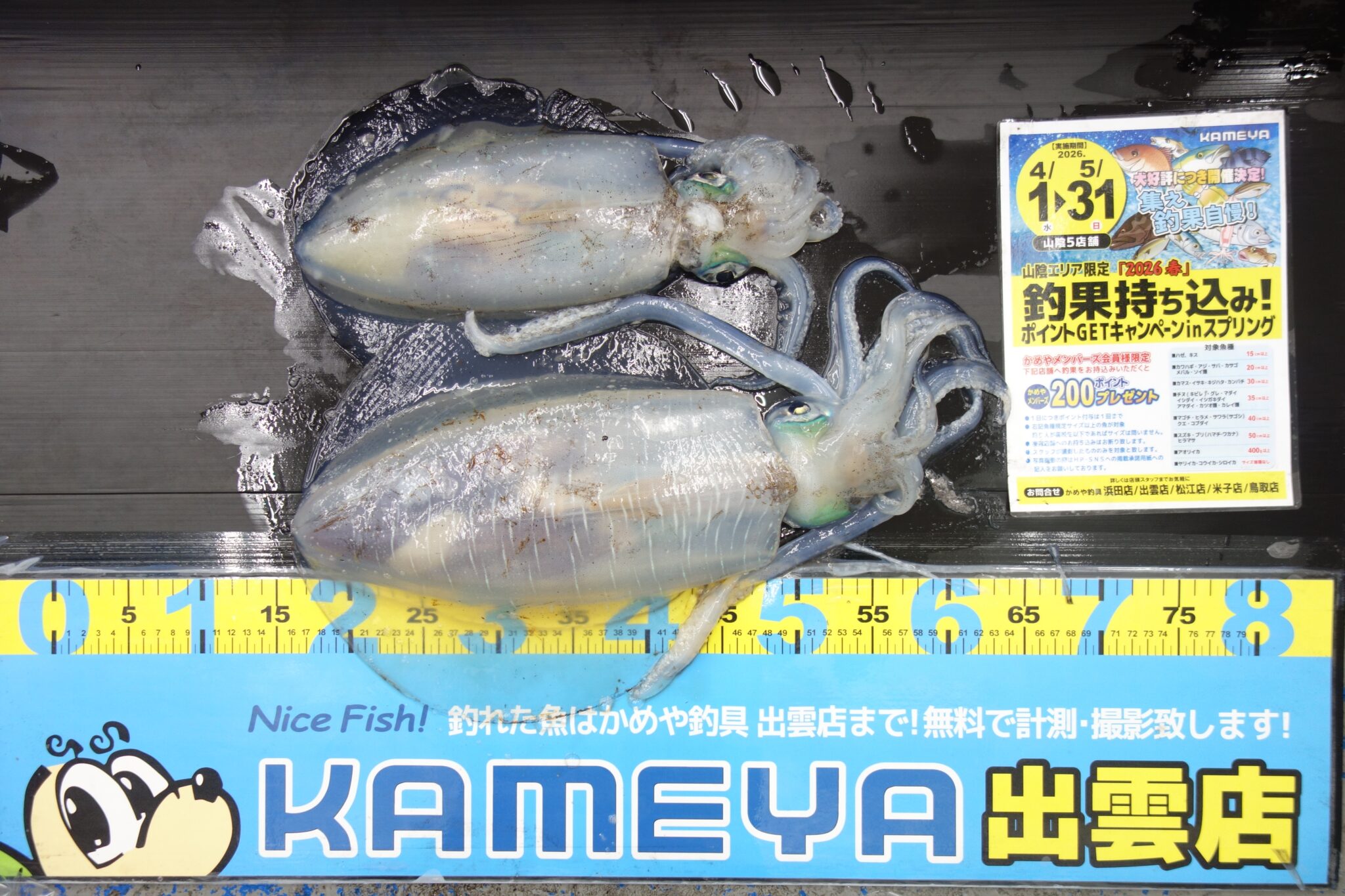2026.5.3 大社 アオリイカ | かめや釣具