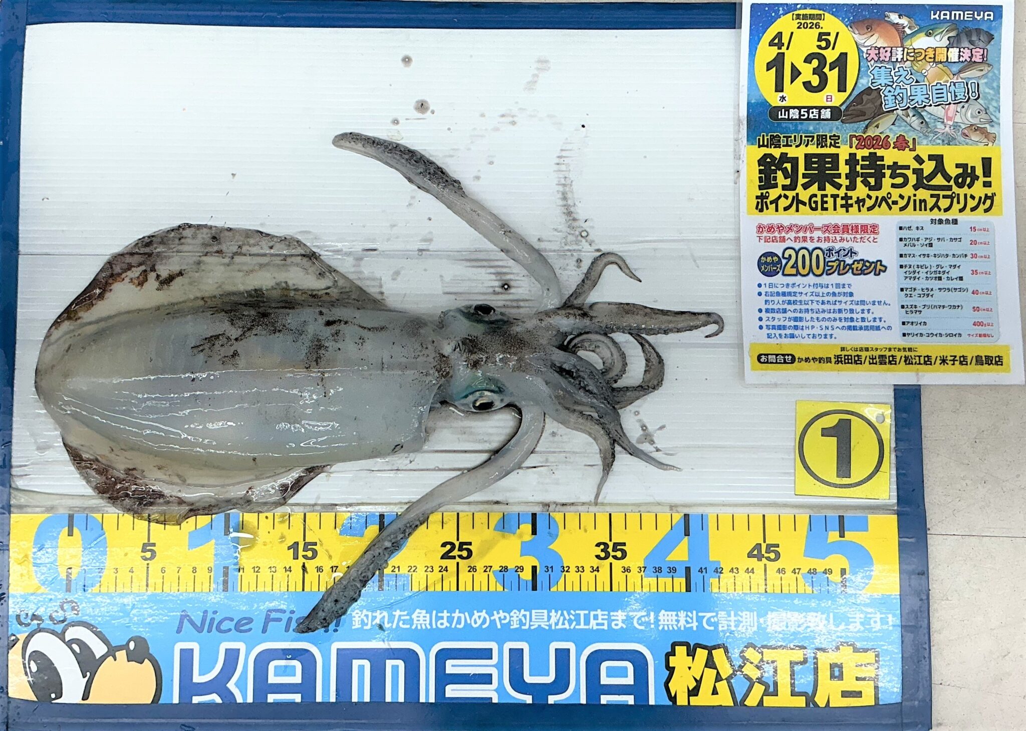 2026.5.5 島根半島 アオリイカ | かめや釣具