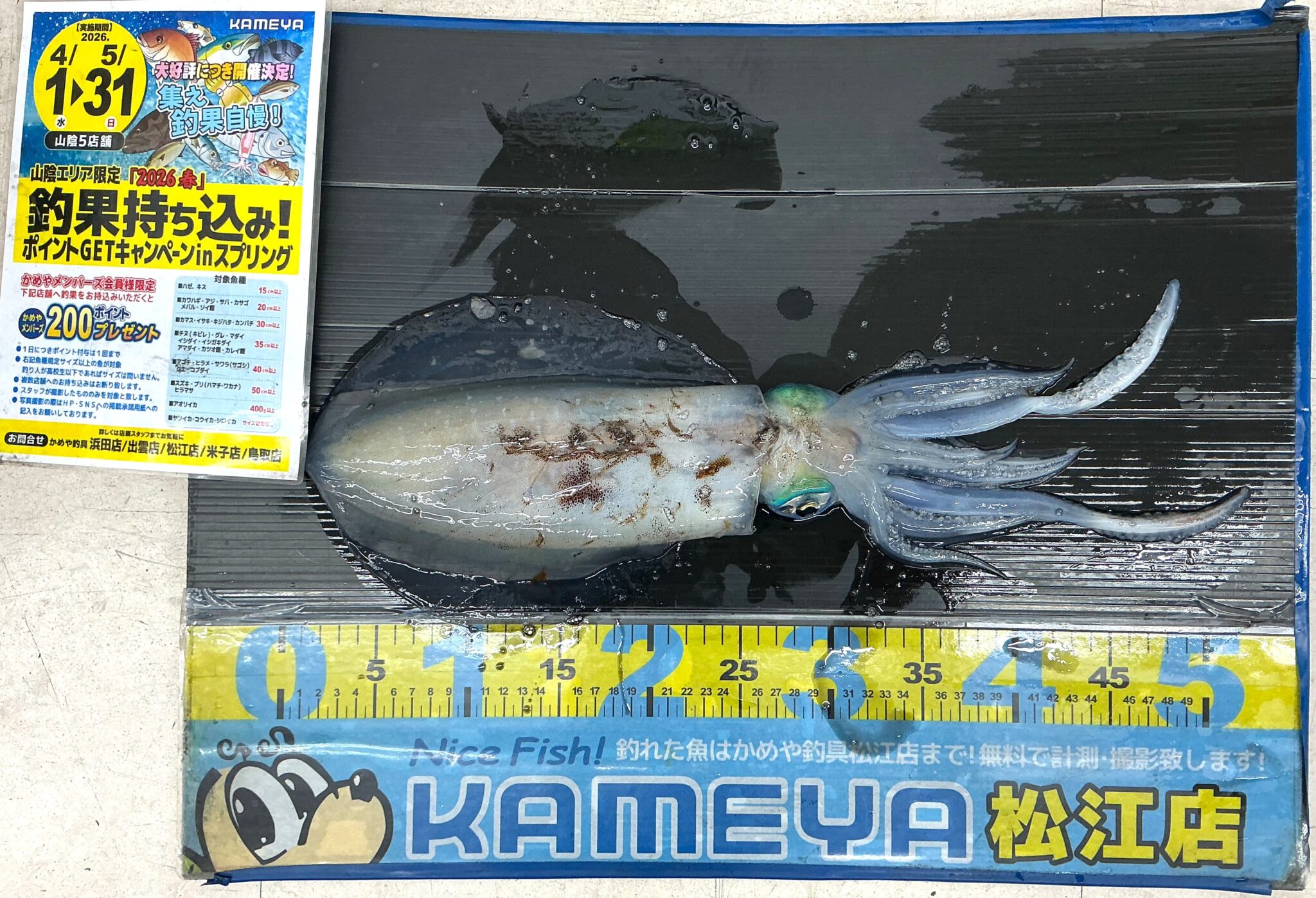 2026.5.24 アオリイカ | かめや釣具