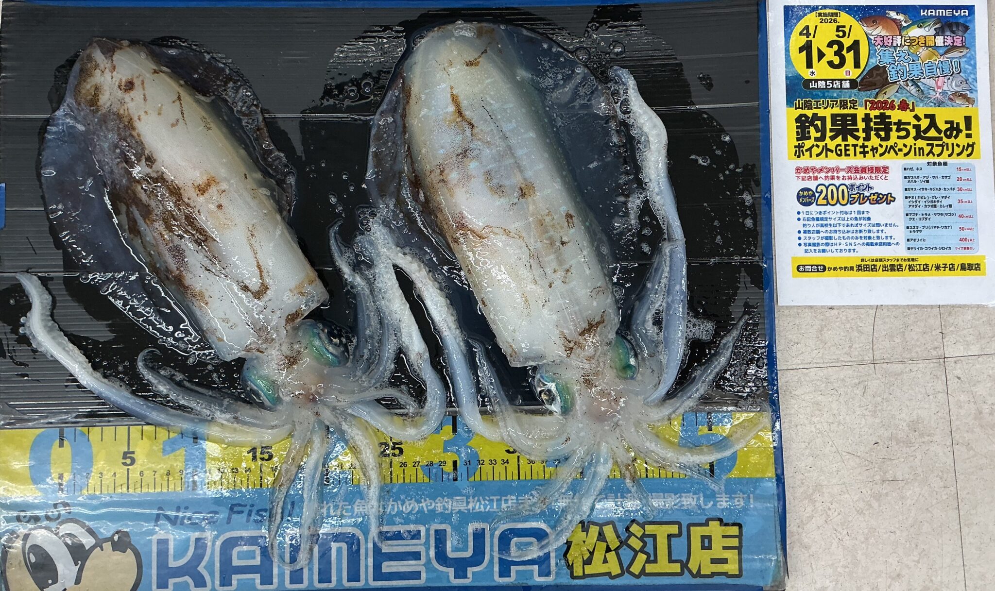 2026.5.14 アオリイカ | かめや釣具