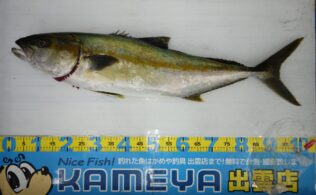 2026.06.14　大社　ヒラマサ
