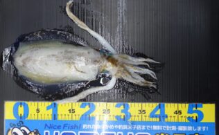 アオリイカ！まだまだ釣れています！！