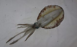 アオリイカまだまだ釣れてますっ🦑