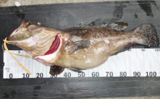 沖磯泊まり釣行にてクエ16.6kg
