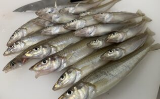おキスがめちゃ釣れます