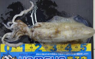 アオリイカのお持ち込みです