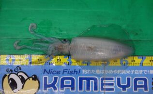 1.65kg大型アオリイカ
