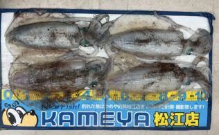 2026.56.13　アオリイカ