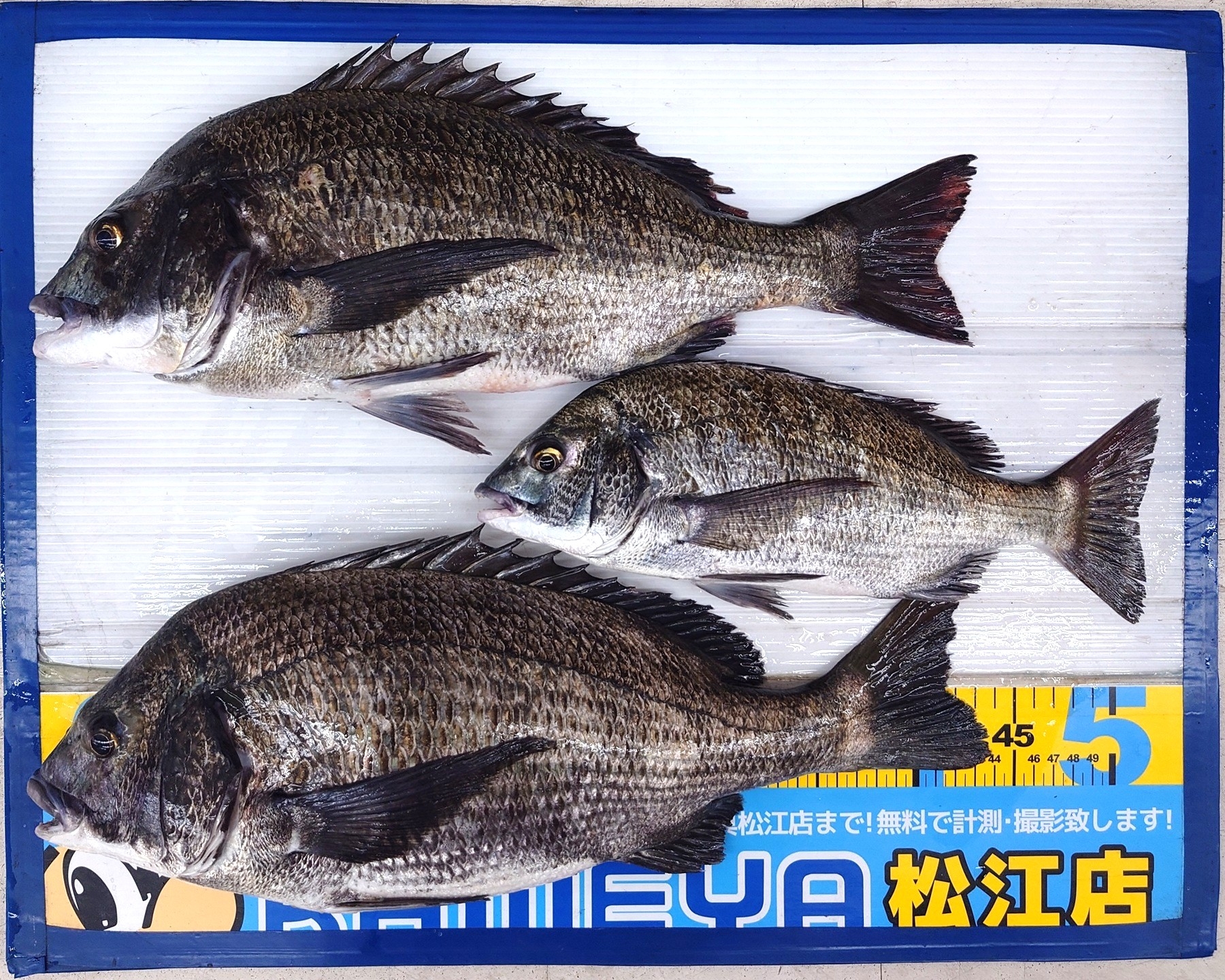 2026.6.6 チヌ(クロダイ) | かめや釣具