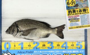 2026.7.29　チヌ