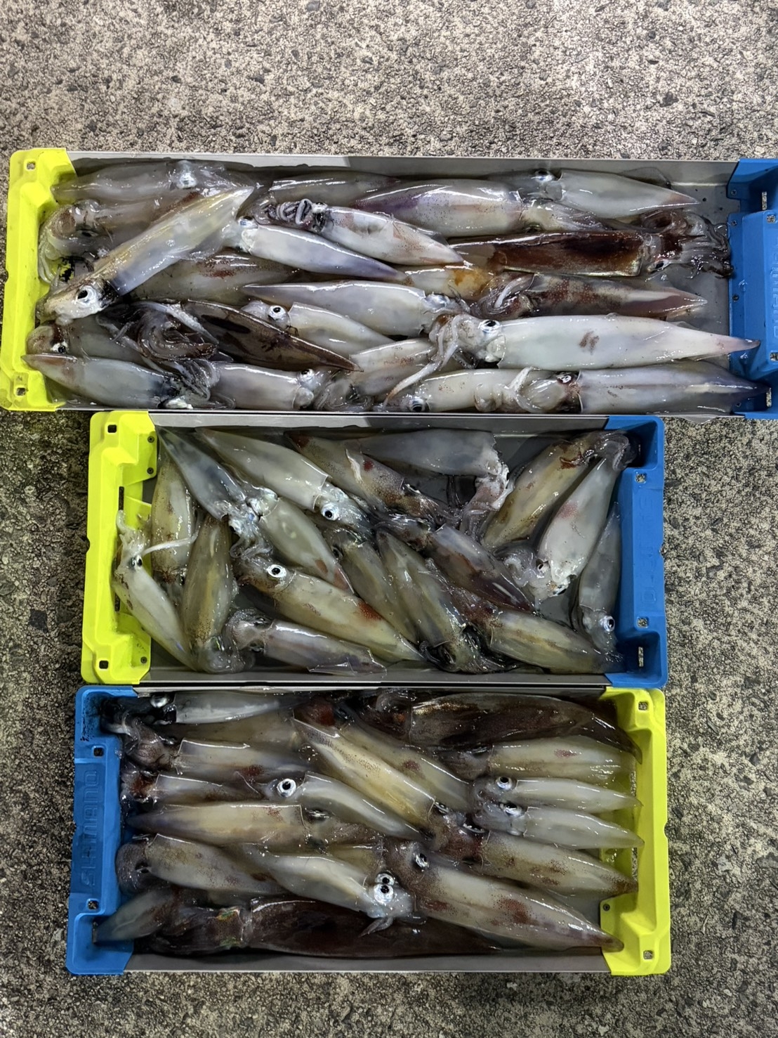 スタッフ釣果です～(=ﾟωﾟ)ﾉ | かめや釣具