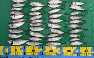 波止サビキ　アジ