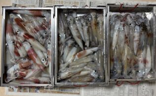 鳥取沖　シロイカ