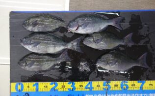 グレ釣れています