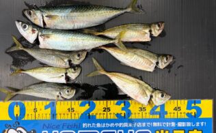 アジ釣れてます