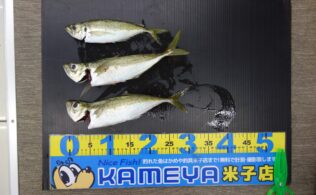 尺アジ！　皆生周辺