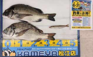 2026.7.31   チヌ