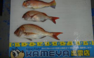 かめや釣具 | かめや釣具山陰エリア釣果情報