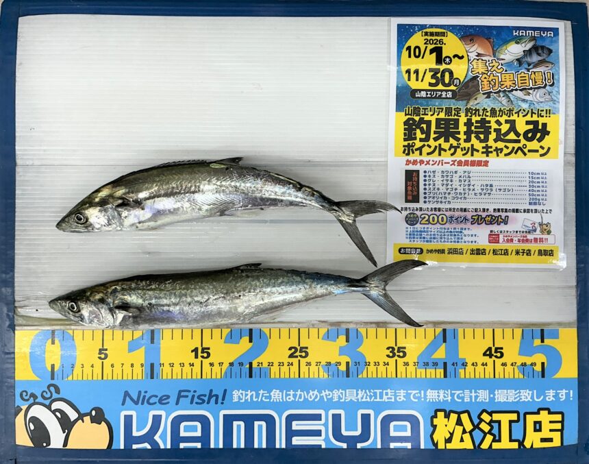 サゴシ！！40センチ！！！ | かめや釣具
