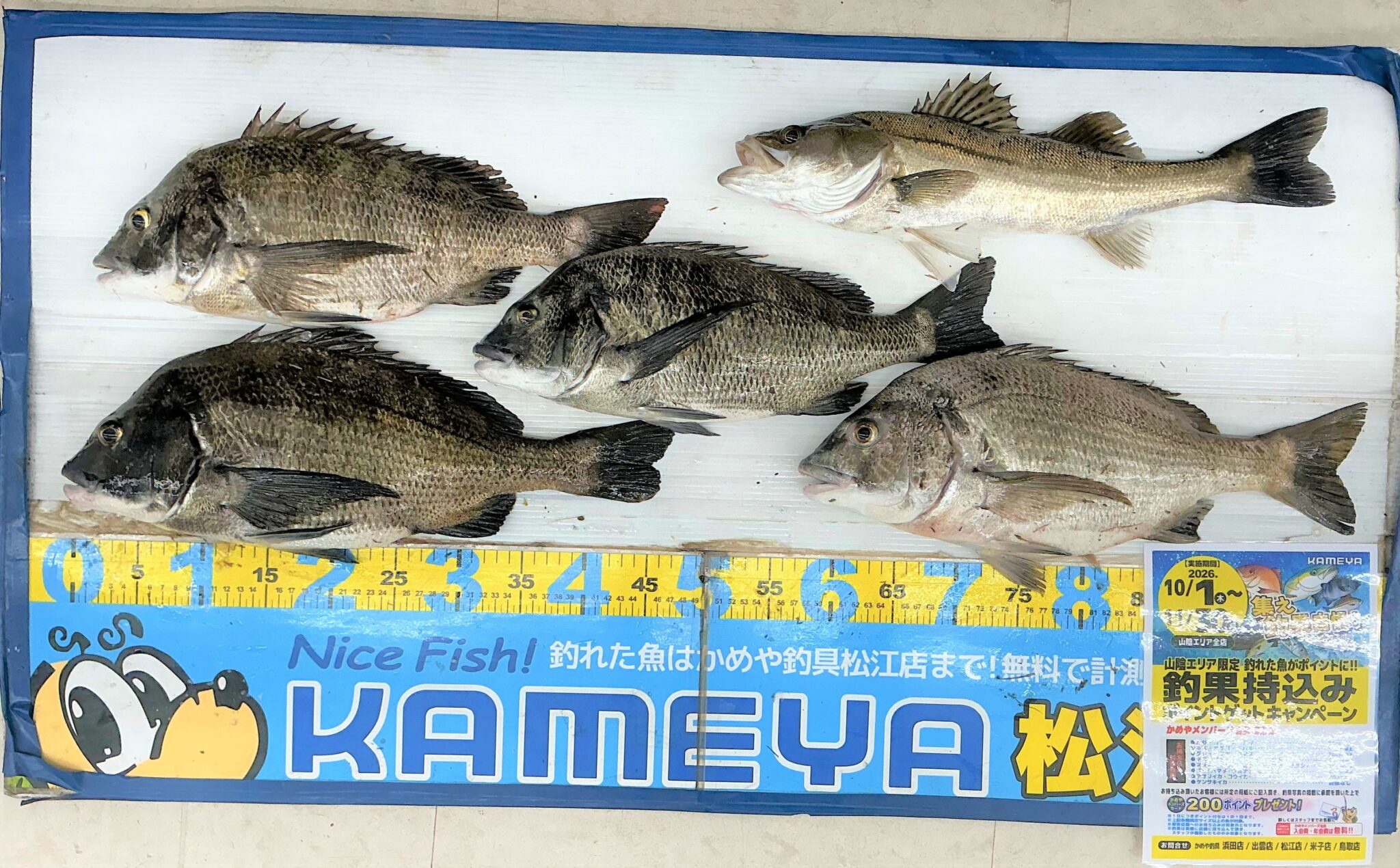 かめきちページ 2026.10.5 スズキ・チヌ | かめや釣具