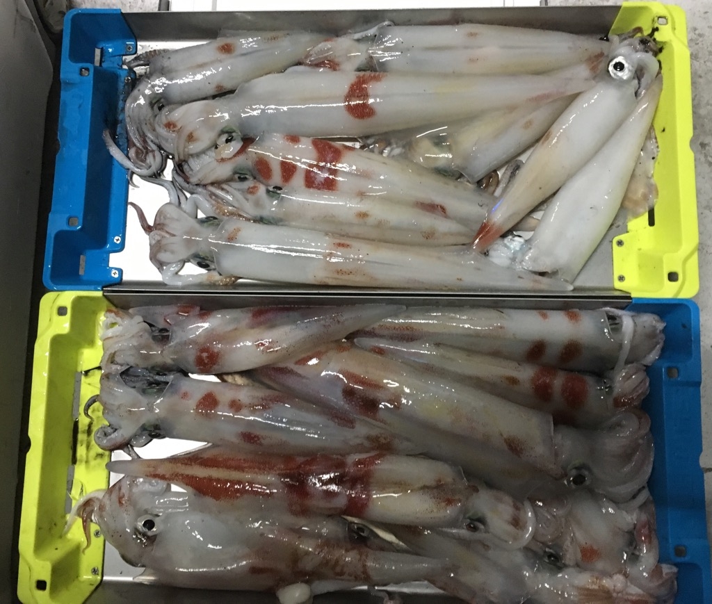 ケンサキイカ 胴長 40ｃｍがハイ かめや釣具