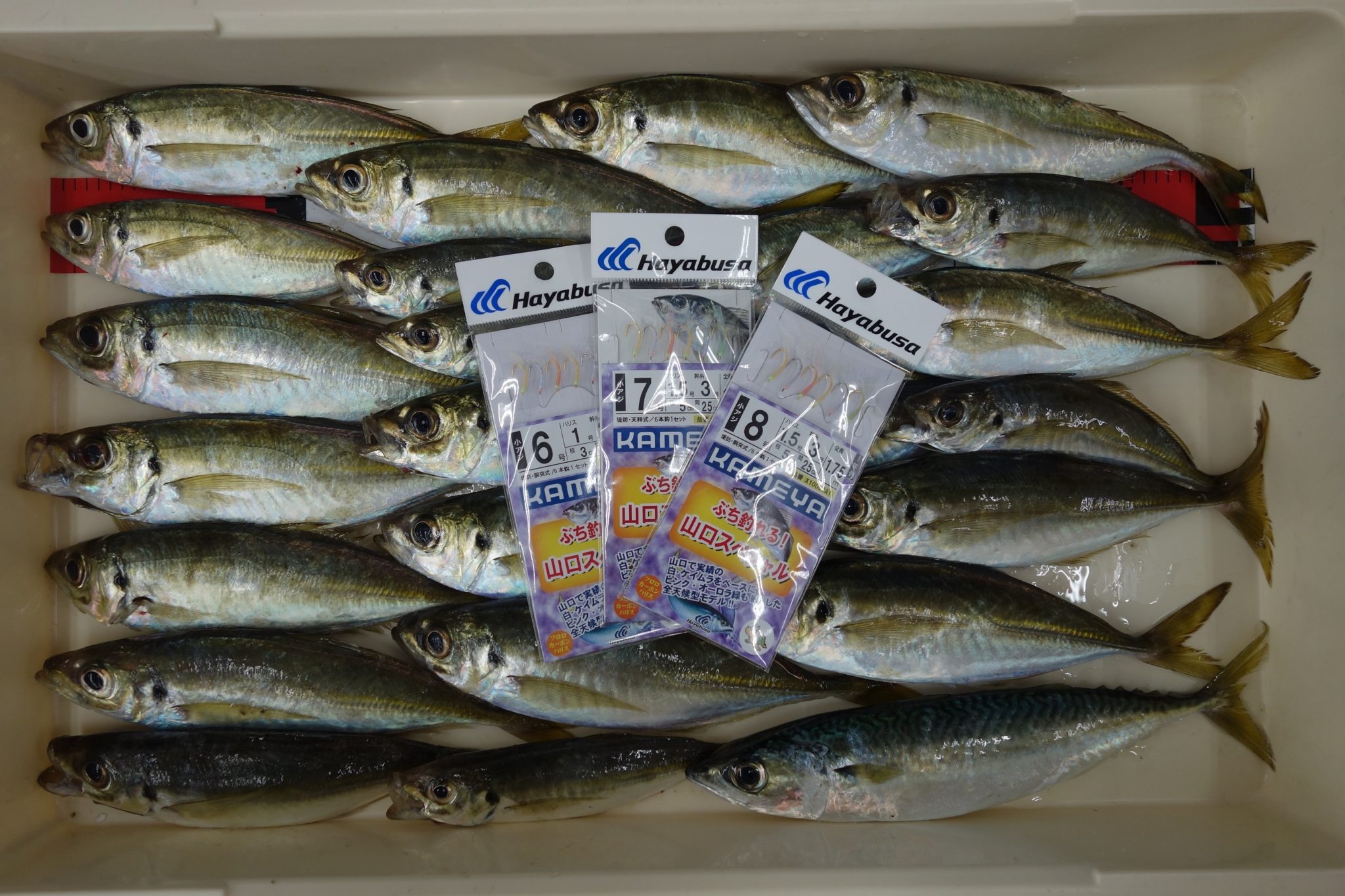 下松第一埠頭 良型アジ回遊中 かめや釣具